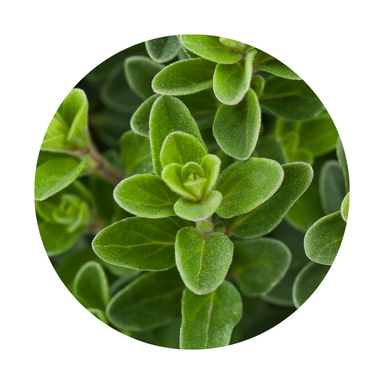 Marjoram Essential Oil
