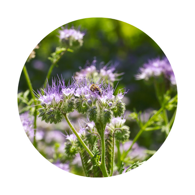 Blue Tansy Essential Oil