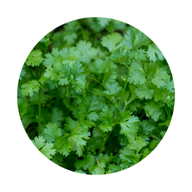 Cilantro Essential Oil