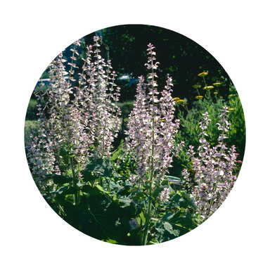 Clary Sage Essential Oil (EO3)