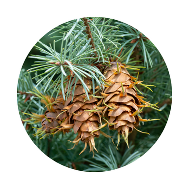 Douglas Fir Essential Oil