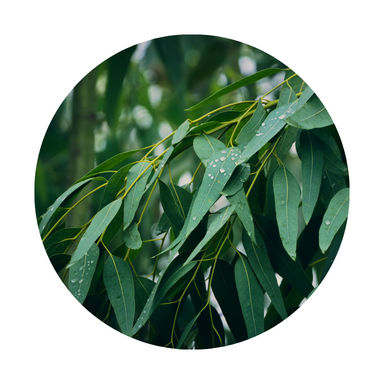 Eucalyptus Essential Oil