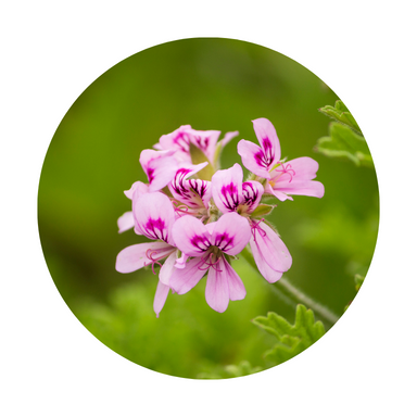 Geranium Essential Oil