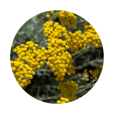 Helichrysum Essential Oil