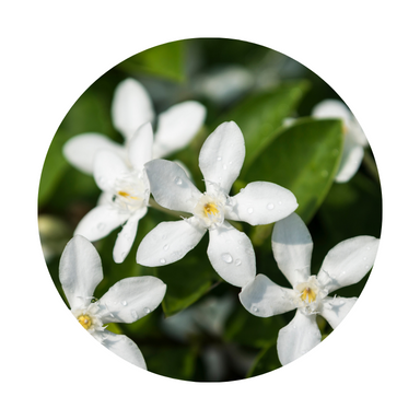 Jasmine Essential Oil (absolute)