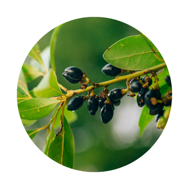 Laurel Berry Essential Oil