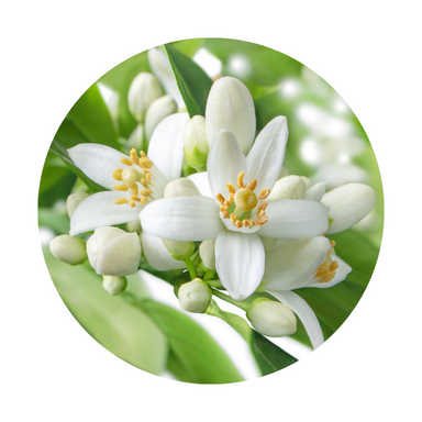 Neroli Essential Oil (Absolute)