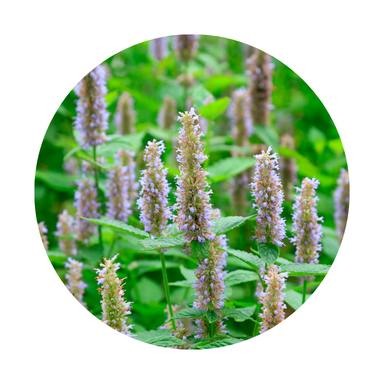 Patchouli Essential Oil