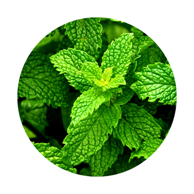 Peppermint Essential Oil