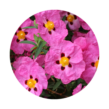 Rockrose Essential Oil