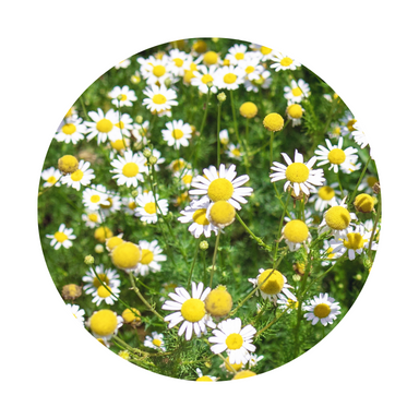 Roman Chamomile Essential Oil