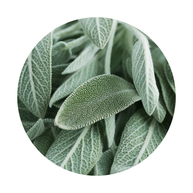 Sage Essential Oil