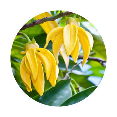 Ylang Ylang Essential Oil